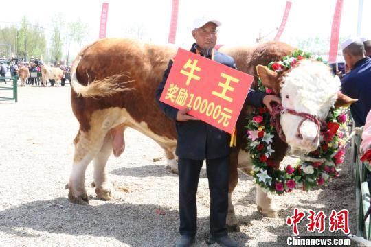 图为“牛王”及其养殖户。 马晓春 摄