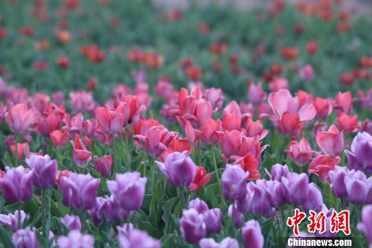 各色花朵盛开将戈壁小城装扮起来。 陈兴明 摄