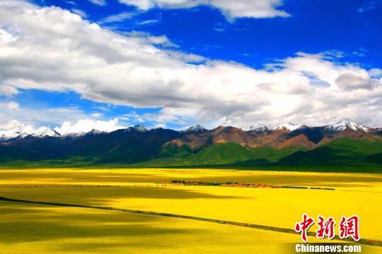 图为青海门源百里油菜花海。(资料图)青海省旅发委供图