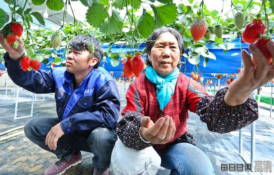 种植户正在无土栽培草莓大棚内給草莓疏果。