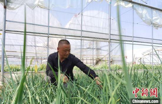 5月,甘肃省定西市临洮县蔬菜大棚种植户龙建华通过信用贷款的方式,周转资金解决燃眉之急。 张婧 摄