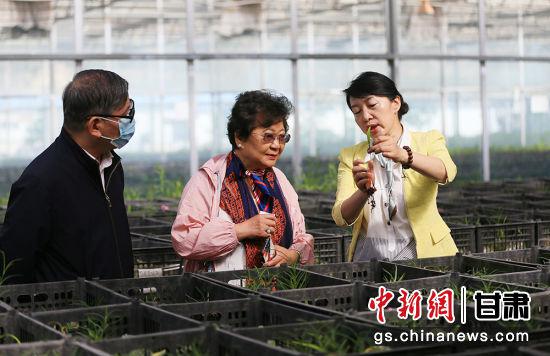 图为吕斐斌向华文媒体代表们介绍兰州百合。