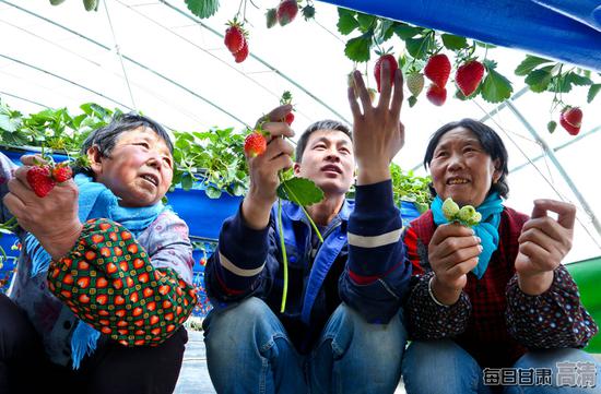 农业技术员正在给种植户讲解无土栽培草莓如何疏果。