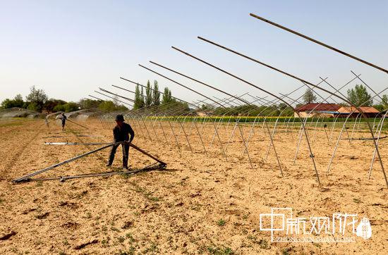 图为工人搭建钢架大棚。