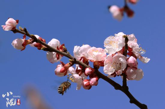 一年之计在于春,为了迎接酷寒的冬日,辛勤的蜜蜂正在努力采花酿蜜。