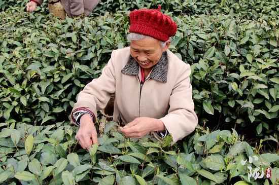 碧口农谚:清明采春茶,春茶香万家。