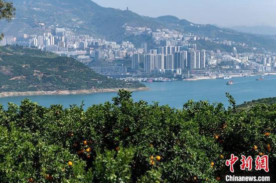 图为长江奉节段两岸的橘林。 何蓬磊 摄