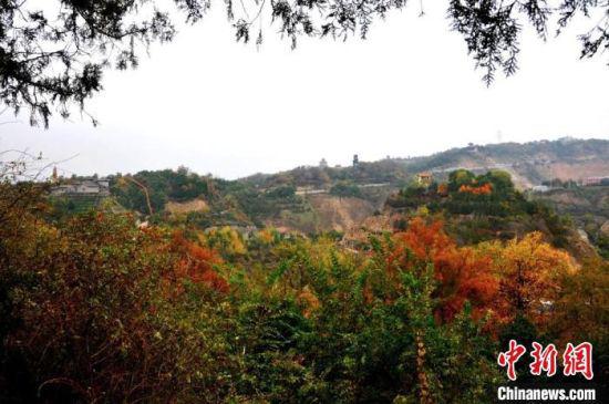 图为兰州市南北两山绿化林一隅的秋景,色彩斑斓。(资料图) 兰州市南北两山环境绿化工程指挥部供图