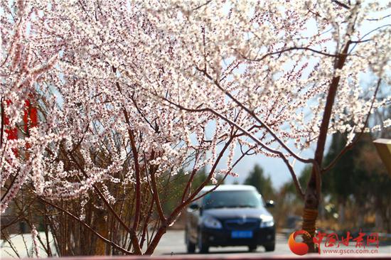 春意正浓 花正艳