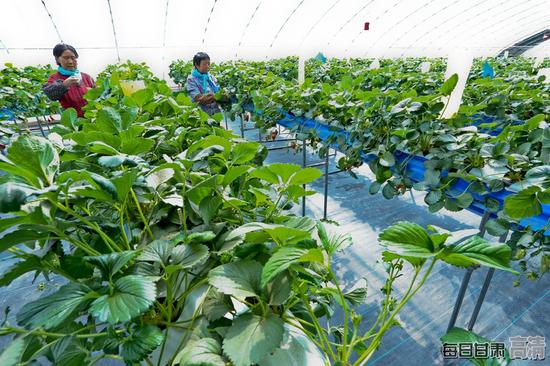 种植户正在无土栽培草莓大棚内给草莓减苗。