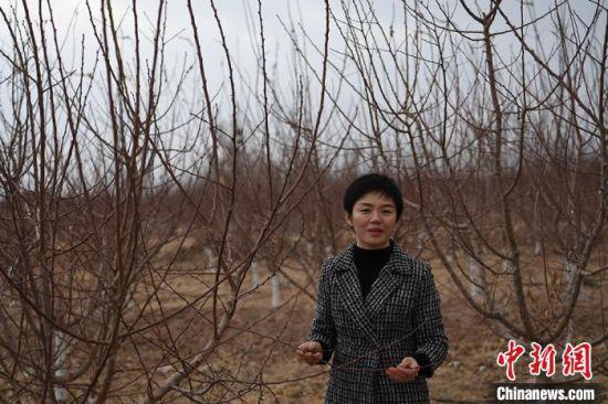 张瑜在杏园介绍如何在戈壁滩种植杏树。 杨艳敏 摄
