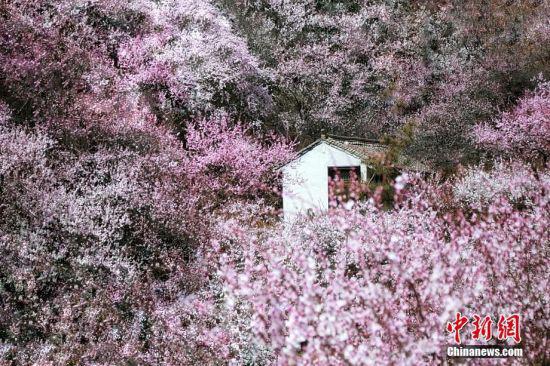 “桃花红满谷”。万小莲 摄