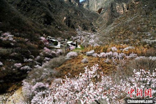 3月29日,崆峒山上开得正旺的桃花。 吴希会 摄