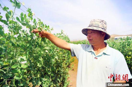 当地居民张海林在自家豌豆田里采摘。