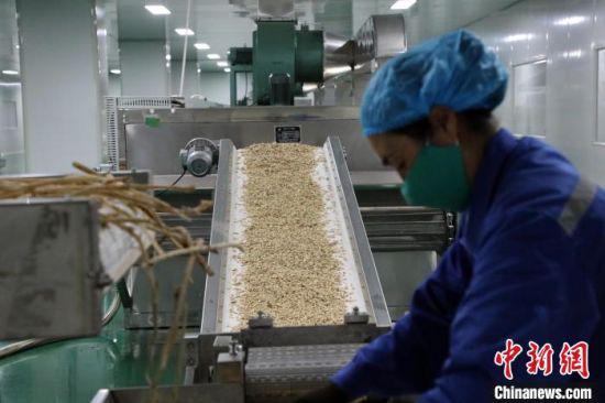 2020年十一月中旬,位于甘肃陇南市宕昌县的一家企业中药饮片切割生产线。(资料图) 魏建军 摄