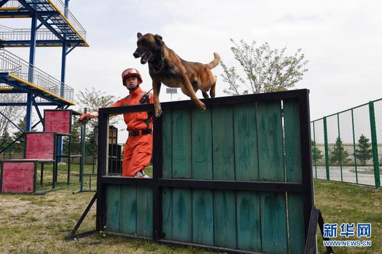 在兰州国家陆地搜寻与救护基地,武警甘肃总队机动支队搜救犬进行矮板墙跃过训练(5月10日摄)。新华社记者 范培珅 摄