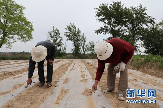 李海俭的父母弯下腰,正在戳破地膜,让幼苗探出“脑袋”。新华社记者 李杰摄