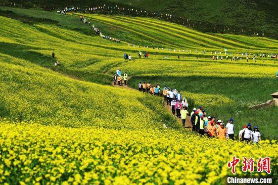 2020年7月,登山运动爱好者穿越祁连山下的甘肃民乐油菜花海。(资料图) 杨艳敏 摄