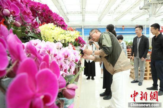 华媒代表赏花。(魏建军 摄)