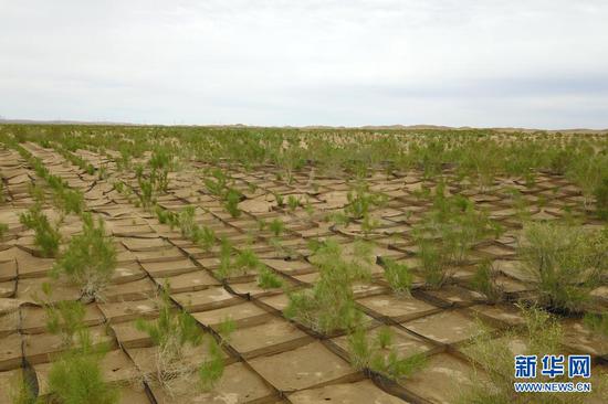 这是6月16日拍摄的临泽县北部干旱荒漠沙化土地封禁保护区(无人机照片)。新华社记者 范培珅 摄