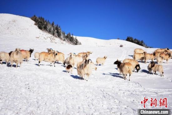2018年4月初,祁连山雪后风光旖旎。图为雪地里的羊群。(资料图) 武雪峰 摄