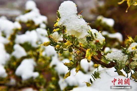 雪落树枝。 武雪峰 摄