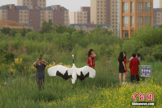 盛夏时节,地处河西走廊中部的甘肃张掖国家湿地公园鹤园旁,油菜花一片金黄,放飞的几只丹顶鹤在油菜花丛中时而昂首漫步,时而振翅高飞,时而在花丛中觅食,成为夏日美丽的风景,吸引摄影师、游人纷纷拍照。陈礼 摄