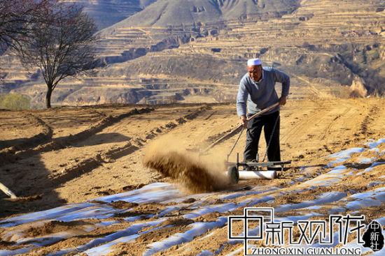 图为当地农民为地膜附土。 万小莲 摄