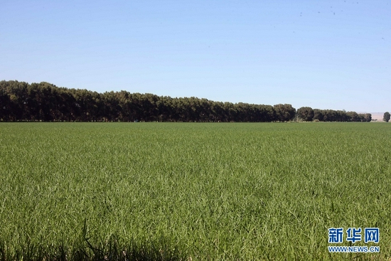 这是饮马农场种植的洋葱(2021年7月4日摄)。新华社记者 刘诗平 摄