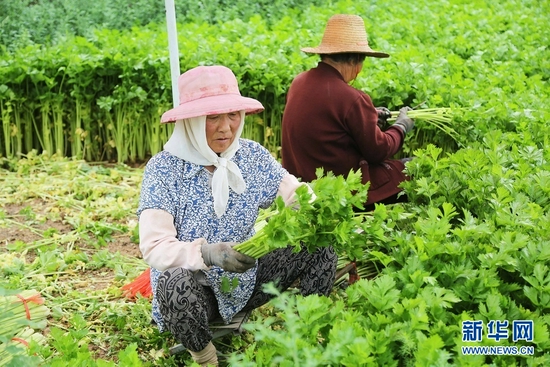 7月27日，甘肃省定西市安定区凤翔镇中川村村民在采收芹菜。新华社发（王克贤 摄）