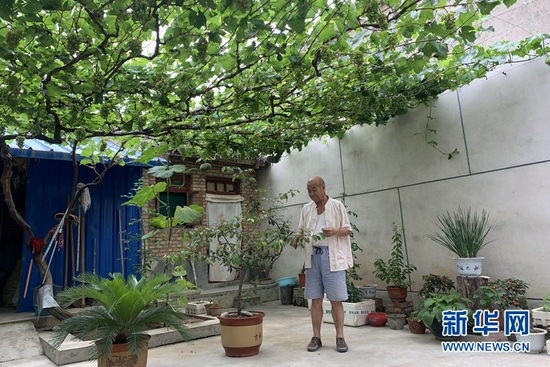 胡家大庄村的一户小院里,葡萄已经结果。新华社记者 张玉洁 摄