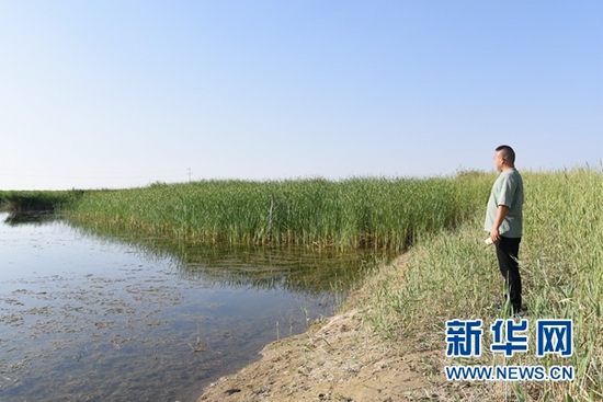 8月12日,魏智华在青土湖进行巡查。(新华社记者 崔翰超 摄)