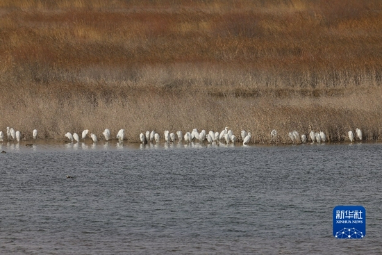 候鸟在石羊河国家湿地公园栖息。（受访单位供图）