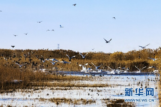 图为张掖黑河湿地国家级自然保护区内百鸟翔集场景。（张掖黑河湿地国家级自然保护区管理局供图 刘符军 摄）