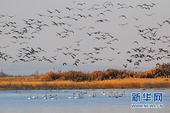 图为张掖黑河湿地国家级自然保护区内百鸟翔集场景。(张掖黑河湿地国家级自然保护区管理局供图 胡双庆 摄)