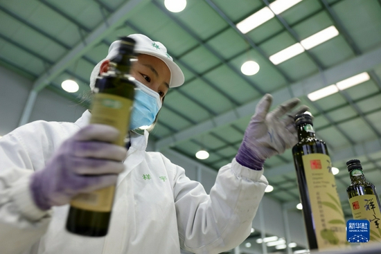在陇南一家油橄榄加工企业的生产线上,工作人员谈花梅在查看完成灌装的橄榄油(12月7日摄)。新华社记者 郎兵兵 摄