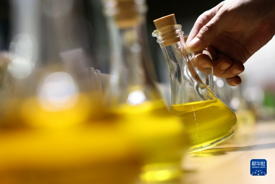 在陇南一家油橄榄加工企业的展厅内，一名参观者在查看橄榄油样品（12月7日摄）。新华社记者 陈斌 摄
