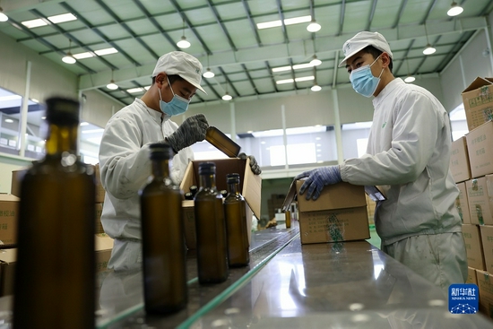  在陇南一家油橄榄加工企业的生产线上，工作人员将完成灌装的橄榄油半成品装箱（12月7日摄）。新华社记者 郎兵兵 摄