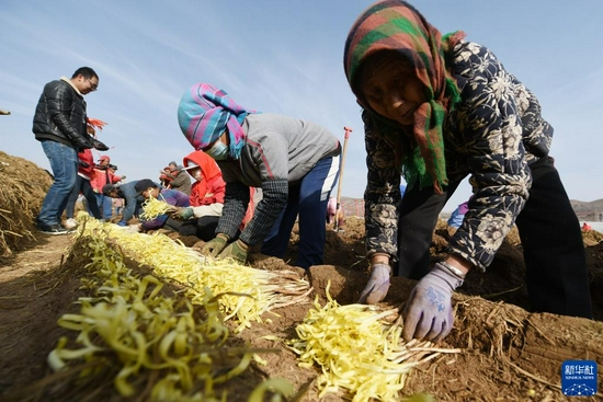12月15日，在兰州市西固区张家大坪村，农民在整理韭黄。新华社记者 范培珅 摄
