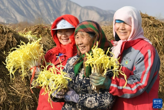 12月15日，在兰州市西固区张家大坪村，农民展示刚收割的韭黄。新华社记者 范培珅 摄