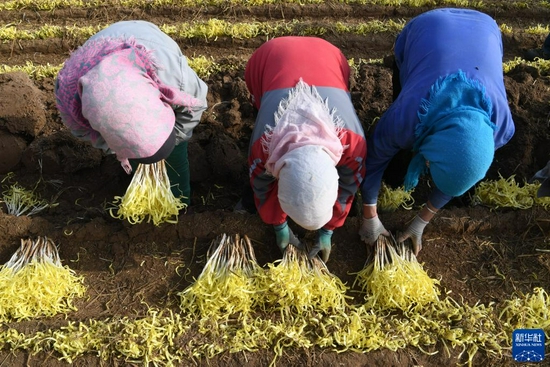  12月15日，在兰州市西固区张家大坪村，农民在整理韭黄。新华社记者 范培珅 摄