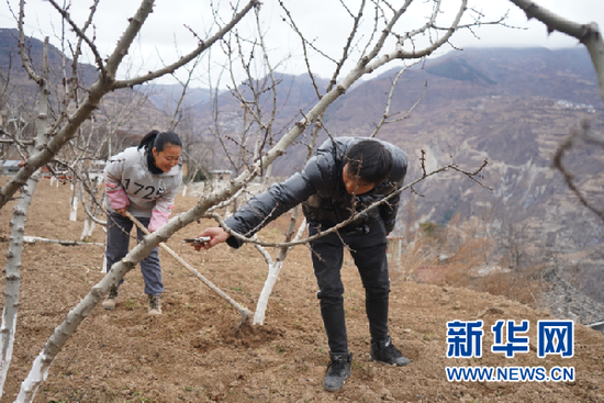12月7日,郭河乡营寨村村民杨利红和妻子在田间管护花椒树。新华社郎兵兵 摄