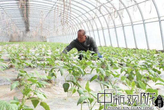 郭家堡镇梁家堡村种植户赵谢福正在照看豇豆苗