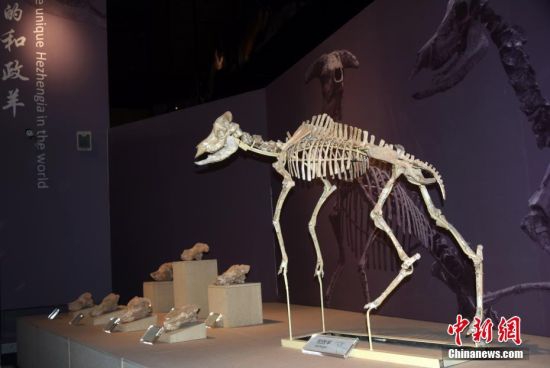 图为该博物馆展出的镇馆之宝、也是六项世界之最中的“世界上独一无二的和政羊化石”。