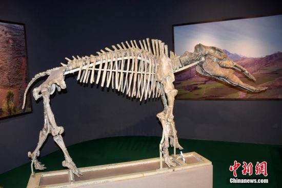 图为该博物馆展出六项世界之最中的“世界上最丰富的铲齿象化石”。