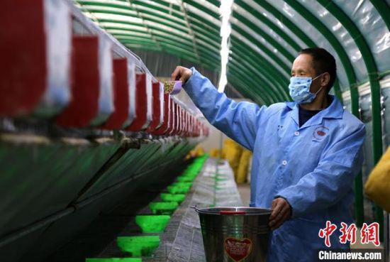 图为庆阳碧春兔业公司饲养员给肉兔添食。 盘小美 摄