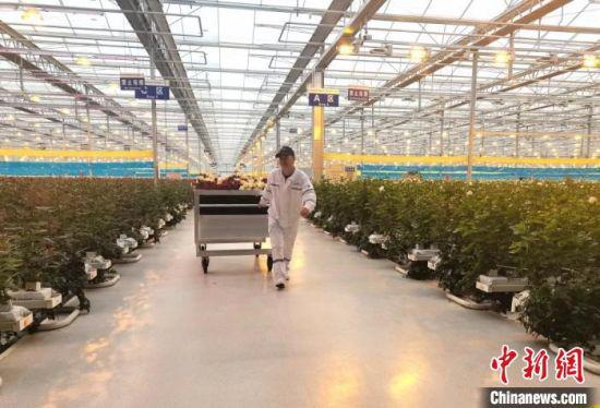 图为鲜花运输工人将采摘好的鲜花从“智能田”运输出来。 闫姣 摄