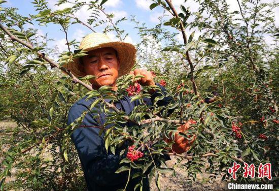 图为平川区共和镇村民发展花椒产业。