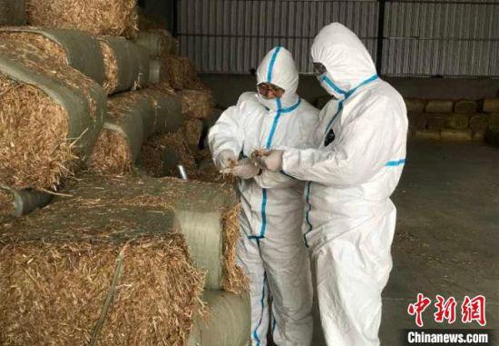 图为兰州海关工作人员对养牛饲草进行现场查验检疫。兰州海关供图
