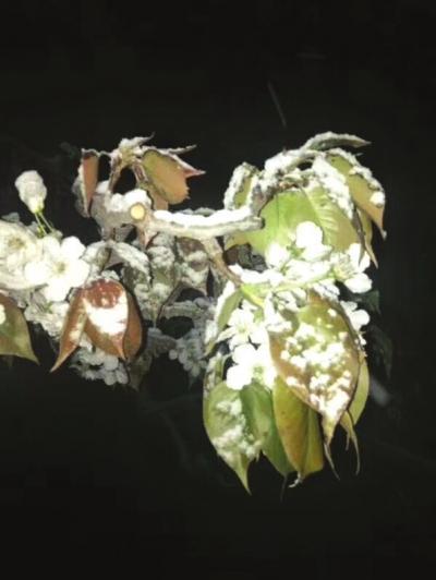 梨花被雪欺